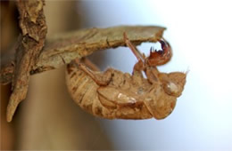 cicada exuvae